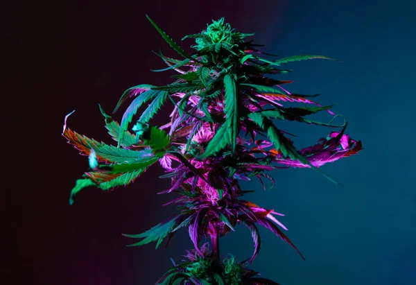 Marijuana Con Bocciolo Fiorito Luce Fluorescente Artistica Colore Viola Pianta — Foto Stock