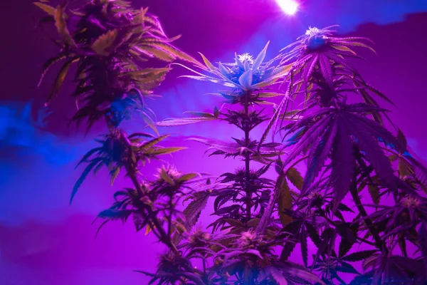 Cannabis Marijuana Roxo Rosa Fundo Com Plantas Cânhamo Violeta Levou — Fotografia de Stock