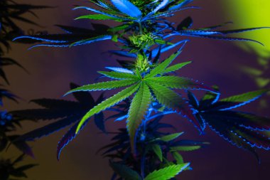 Kenevir yaprağı geçmişi. Kenevir yeşili, sanatsal renkli yapraklar. Tıbbi marihuananın sanatsal yeni görüntüsü.