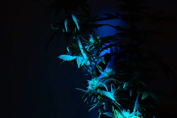 Cannabis Marijuana Botões Floridos Com Folhagem Fundo Escuro Ponto Luz — Fotografia de Stock