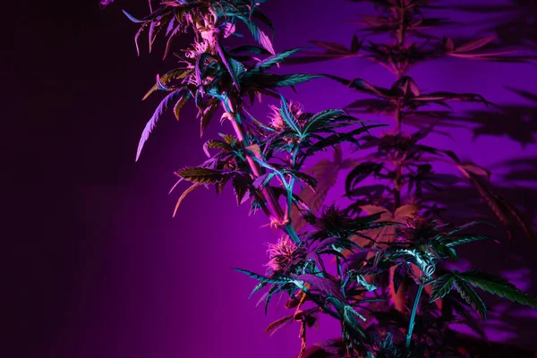 Kwitnąca Marihuana Pączkami Głębokim Fioletowym Kolorze Światła Artystyczna Moda Współczesny — Zdjęcie stockowe