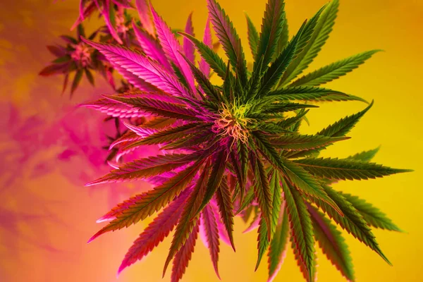 Legalização Marijuana Conceito Artístico Vista Superior Arbusto Maconha Luz Rasta — Fotografia de Stock