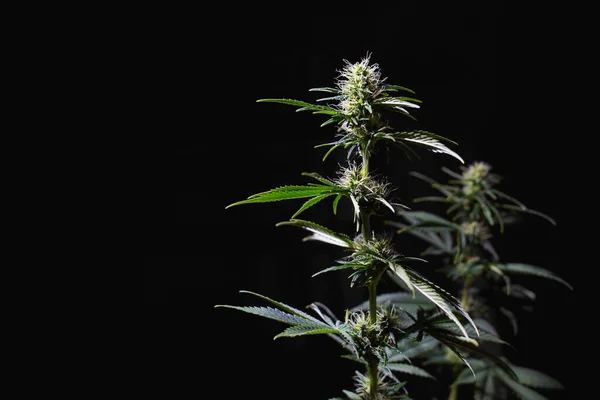 Green plants of medicine cannabis on black background at blossom period. Marijuana medicine business. Grow legal Recreational Planting