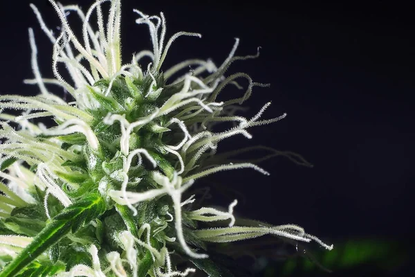 Cannabis Trichomes Makró Fotó Virágzó Növény Marihuána Cukor Trichomes Fogalmak — Stock Fotó