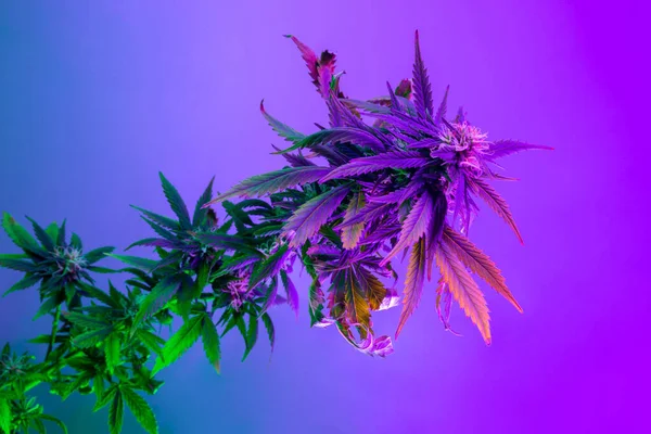 Planta Medicinal Maconha Roxa Luz Utravioleta Estilo Artístico Cânhamo Bonito — Fotografia de Stock