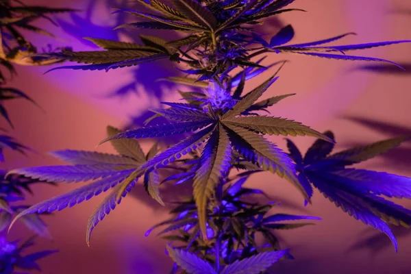 leaves of marijuana. Leafs of cannabis. Hemp Foliage, abstract herbal background in artistic, aesthetic and modern artistic style with purple fluorescent light. Leaves of marijuana for medical use