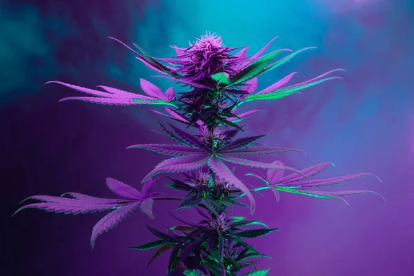 Fioletowa Roślina Konopna Artystyczne Tło Marihuany Roślina Konopi Leczniczych Neonowym — Zdjęcie stockowe
