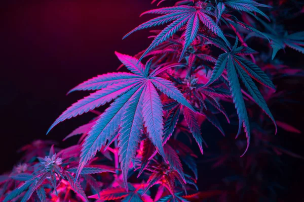 Cannabisblad Cannabis Marijuana Blad Med Lila Rosa Nyans Svart Bakgrund — Stockfoto