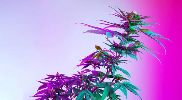 Gyönyörű Cannabis Növény Lila Színű Led Fény Hosszú Banner Mezőgazdasági — Stock Fotó