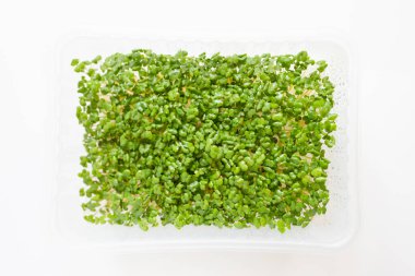 Büyüme kutusunda mikro yeşil hardal filizleri. Beyaz arka planda taze mikro-yeşil yiyecekler. Sağlıklı beslenme, vegan yaşam tarzı ve ev yetiştirme için mikro salata filizleri.