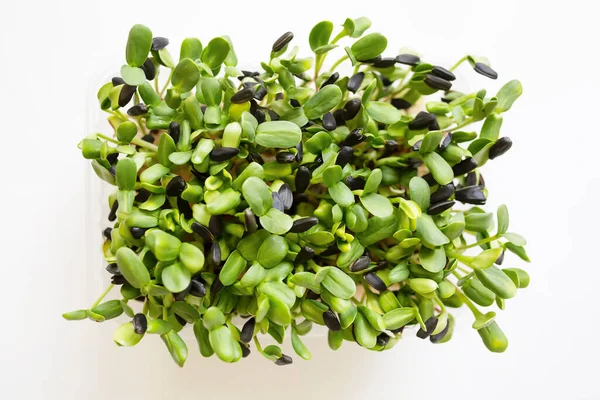 Microgreens sprouts of sunflower in growing box. Fresh micro green shoots on white background. Micro salad sprouts for healthy eating, vegan life style and home growing cultivation