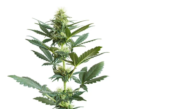 Cannabis Növény Elszigetelt Fehér Háttérrel Üres Hely Szöveg Zászlós Zöld — Stock Fotó