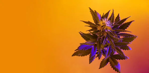 Cannabis Bandeira Horizontal Com Planta Cânhamo Roxo Estilo Tropical Vibrante — Fotografia de Stock