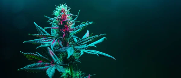 Roślina Kwitnąca Konopi Ciemnozielonym Tle Długi Baner Poziomy Konopi Marihuany — Zdjęcie stockowe