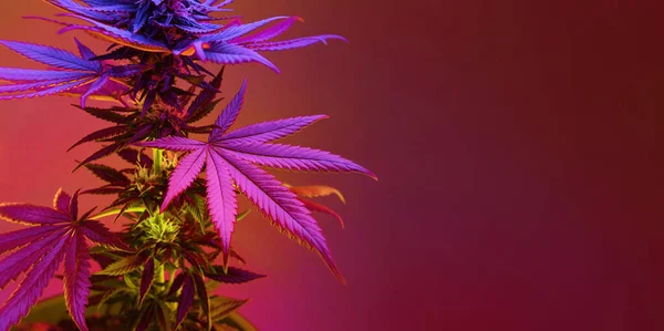 Folhas Roxas Planta Cannabis Banner Fundo Longo Com Folhagem Vibrante — Fotografia de Stock