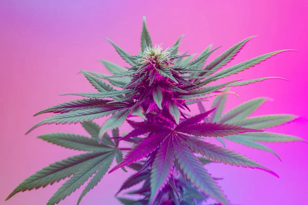 Agricultural strain of cannabis plant. Positive new look on medical marijuana. Flowering marijuana bud in purple color. Good for cosmetic background, aesthetic banner. Vibrant colored weed with leafs