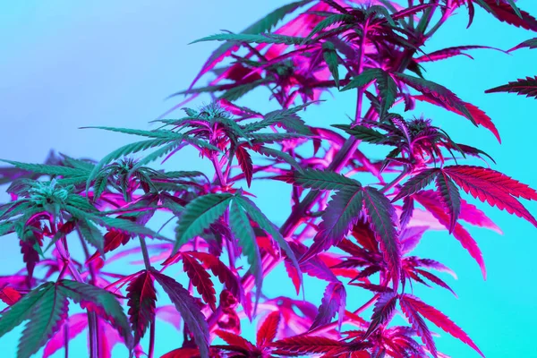 Cannabis Folhas Roxas Flores Fundo Azul Novo Visual Positivo Maconha — Fotografia de Stock