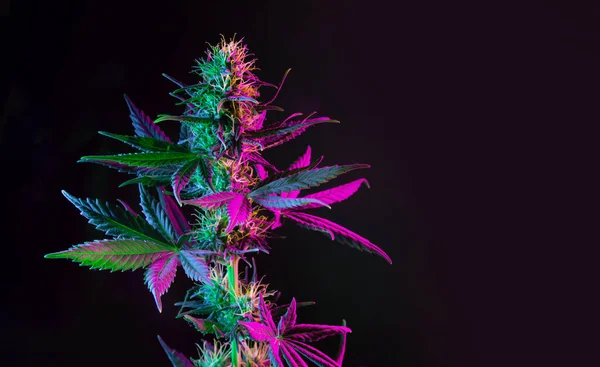 Lila Grön Marijuana Växt Svart Bakgrund Färgade Neon Stora Blad — Stockfoto