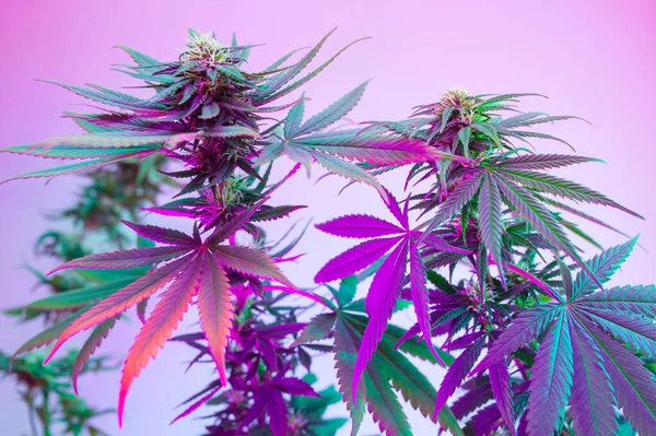 Cannabis Flowering Plants Purple Neon Color Fresh New Look Marijuana — Zdjęcie stockowe