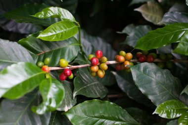 Coffee beans on a branch at coffee tree plantation. Fresh green and red juicy berries of coffee at organic farm in Colombia. Photography of ripening process of coffee beans. clipart