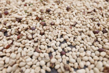 Izgarada beyaz çiğ kahve çekirdeklerini kurutmak. Kolombiya 'daki organik çiftlikte taze kahve çekirdekleri. Çiğ kahve çekirdekleri ile arka plan. Olgunlaşan eko kahve çekirdekleri.