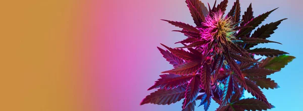 Widok Góry Rośliny Konopi Długi Sztandar Tła Kwitnącą Rośliną Marihuany — Zdjęcie stockowe