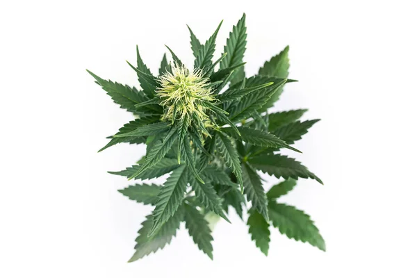 Bovenaanzicht Van Marihuana Plant Geïsoleerd Witte Achtergrond Cannabisbloeiende Knop — Stockfoto