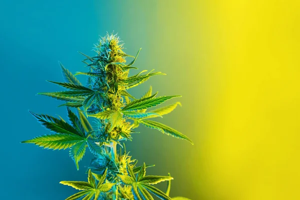 Cannabis Planta Com Flores Nas Cores Amarelo Limão Azul Fundo — Fotografia de Stock