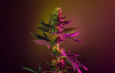 Altın kahverengi arka planda neon pembe yapraklı kenevir çiçeği bitkisi. Canlı neon ışıkta marihuana keneviri. Esrar çiçeğinin modern estetik tarzda fotoğrafı.