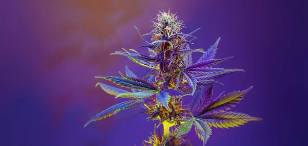 Lila Cannabis Pflanze Auf Violettem Hintergrund Lange Horizontale Fahne Mit — Stockfoto