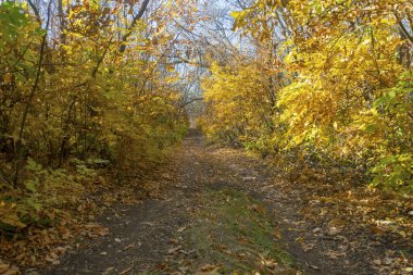 Ormanda sonbahar yolu. Ağaçların sarı yapraklarındaki güneş ışınları.