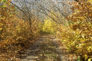 Ağaçlarda sarı yapraklar olan sonbahar ormanı. Dallar arasındaki yolda güneş ışığı.