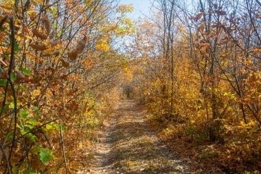 Ormanda sonbahar sabahı. Yol sarı dökülen yapraklarla dolu. Güzel güneş ışığı.