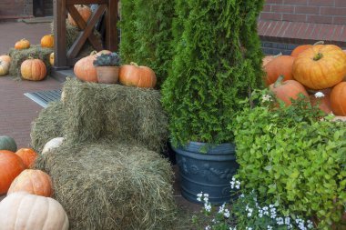 Kırsal alanda sarı balkabaklarının sonbahar süslemeleri.