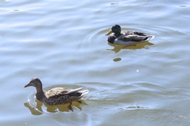 Vahşi ördekler gölün sularında yüzerler. Erkek ve dişi ördekler, seçici odaklanma.