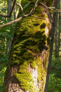 Yosun ve yosun ormandaki büyük bir ağacın gövdesinde yetişir. Yakın çekim, seçici odaklanma.