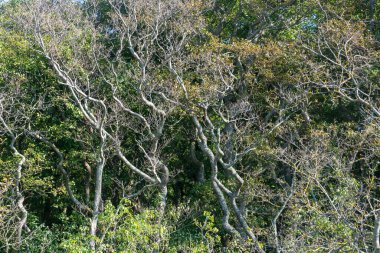 Ormanda kavisli ağaç gövdeleri. Baltık Denizi kıyısında 