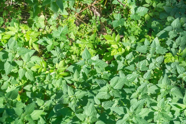 Urtica Dioica Isırgan Otu Güneş Işığında Yapraklar Seçici Odak Yakın — Stok fotoğraf