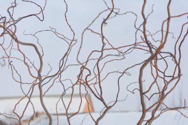 Kış mevsiminde yapraksız kıvırcık söğüt dalları. Seçici odak, bulanık.