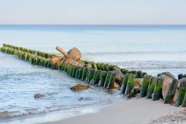 Akşamları Baltık Denizi kıyısında. Büyük dalgalı sular, yeşil alglerle kaplı ahşap yığınları. Güzel deniz manzarası. Seçici odak.