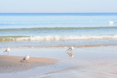 Seashore with soft waves. Seagulls on deserted beach. Selective focus.