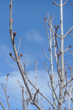 Bahar başında kabarık tomurcuklu ceviz ağacı. Bulanık arkaplan, seçici odak.