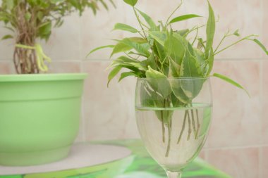 Benjamin filizleri suda filizlenir. Kırpılarak evcil bitki üretimi. Yakın plan, bulanık arkaplan.