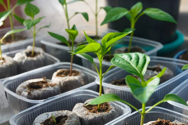 Paprika Sämlinge Separaten Containern Mit Nährstoffreichem Boden Nahaufnahme Selektiver Fokus — Stockfoto