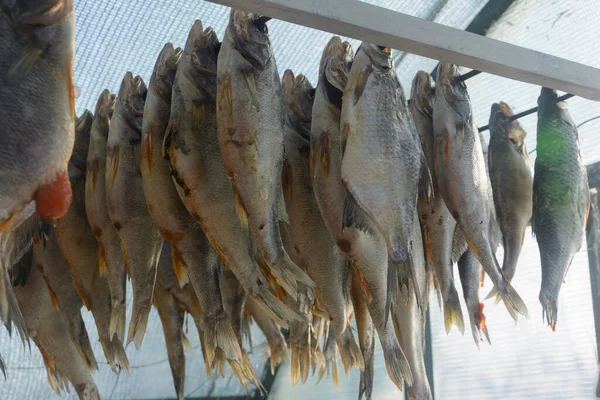 River dried salted fish hangs in row. Vobla is traditional beer snack.