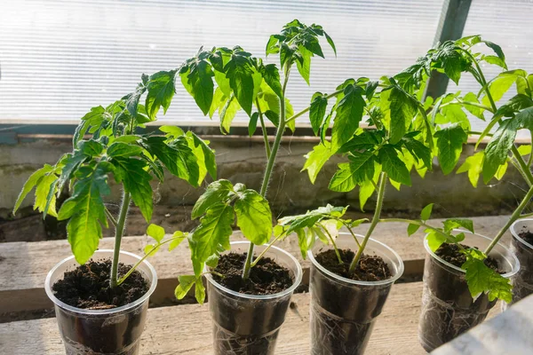 Tomatenzaailingen Groeien Aparte Containers Wortelen Van Struiken Grond Stockfoto