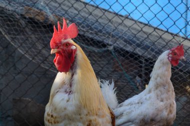 Çiftlikte horoz ve tavuk. Kümes hayvanları ailesi..