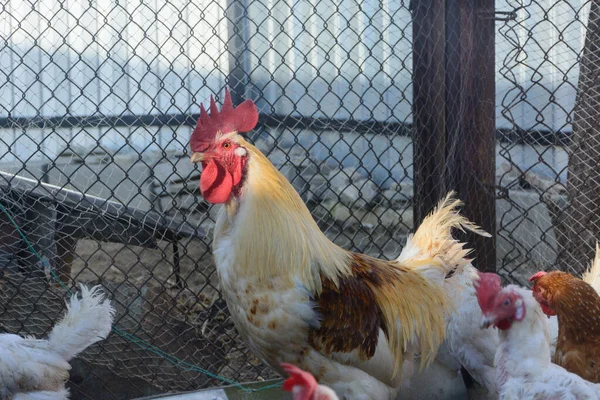 Grote Haan Loopt Met Kippen Eigen Boerderij — Stockfoto