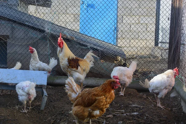 Găini Domesticite Cocoș Care Merg Padoc Fermă — Fotografie, imagine de stoc