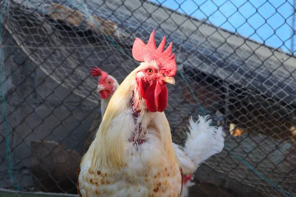 Grande Galo Branco Com Pente Vermelho Sua Cabeça Olha Para — Fotografia de Stock